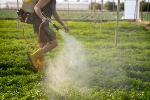 Trusted Hollywood Park, TX Pest Control Experts