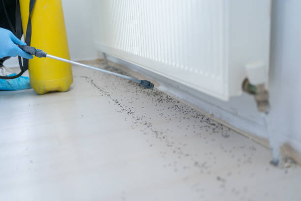 Best Local Pest Control Services  in Hollywood Park, TX